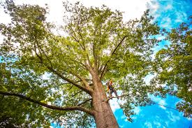 Verona, MS Tree Care Services Company