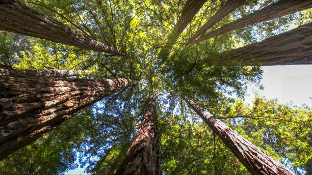 How Our Tree Care Process Works  in  Verona, MS