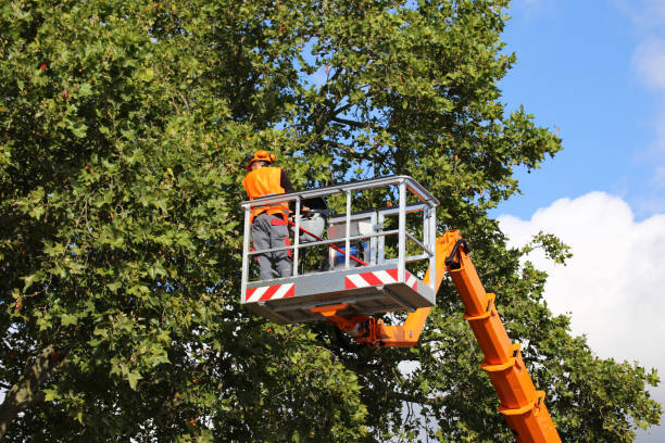 Best Root Management and Removal  in Verona, MS