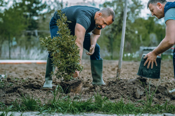 Best Seasonal Cleanup (Spring/Fall)  in Verona, MS